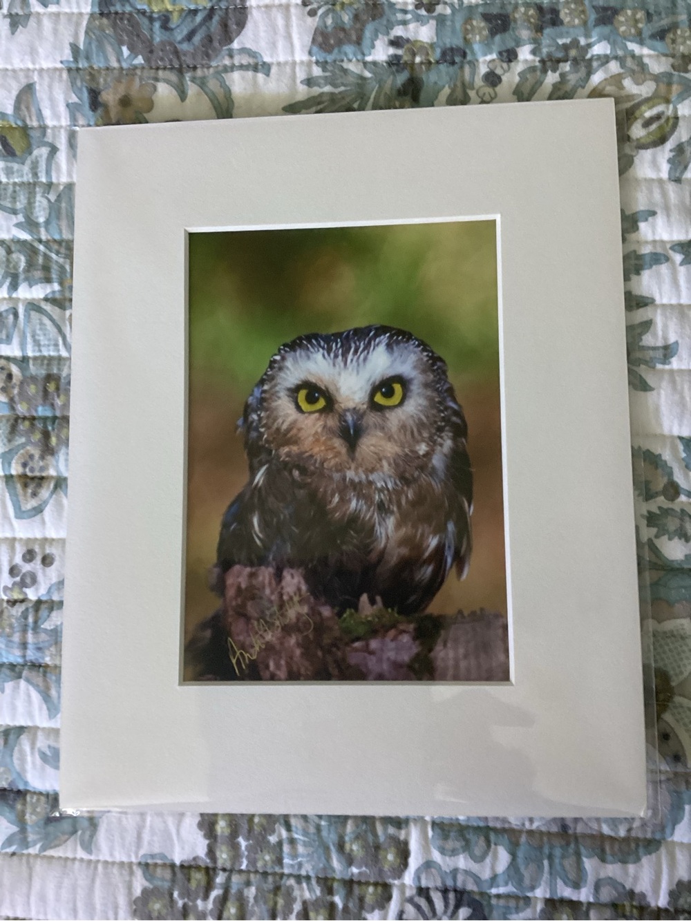 Forest Owl Photography Print